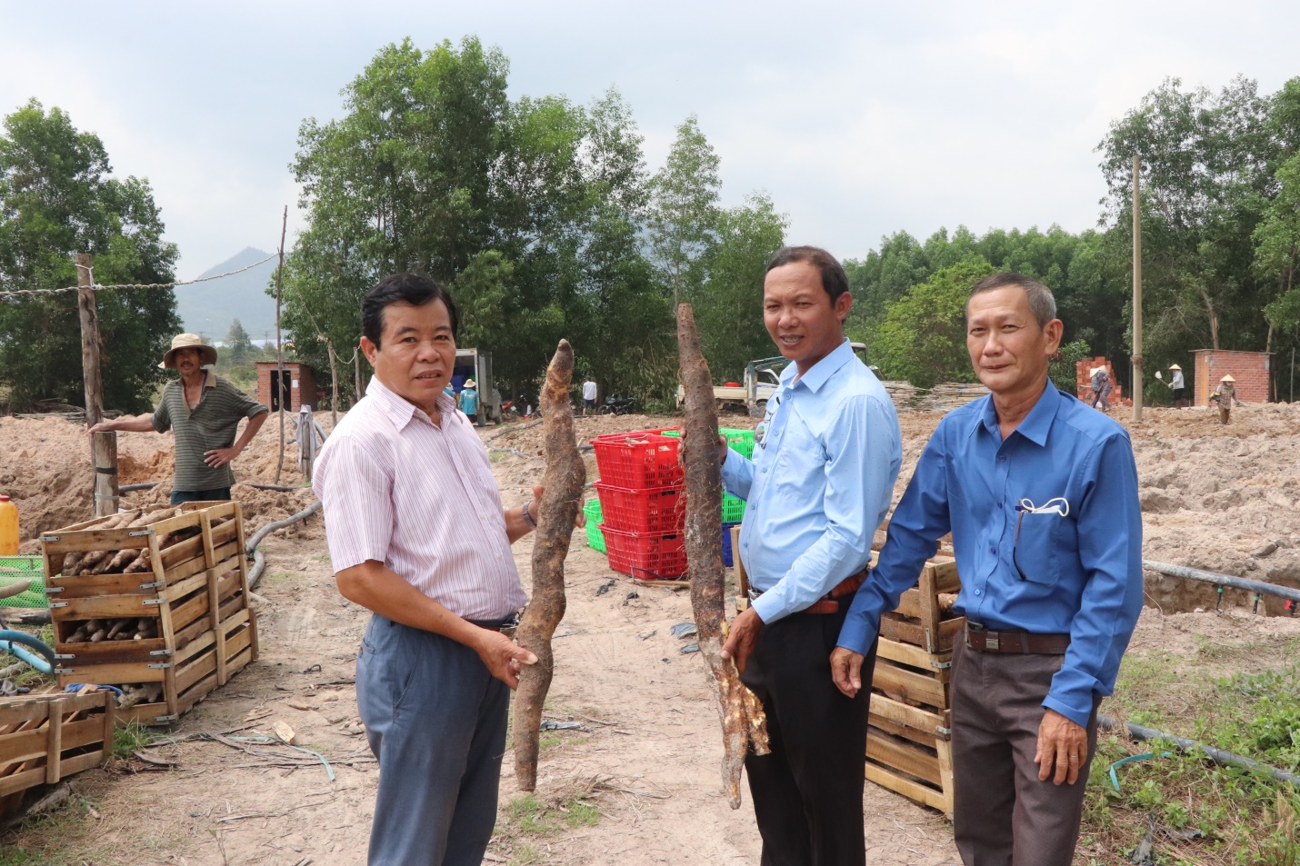 Bà Rịa-Vũng Tàu: Thu tiền tỷ từ trồng khoai mài