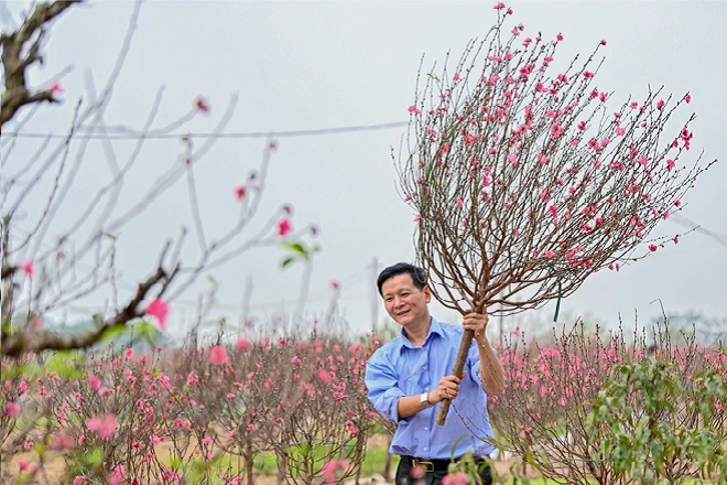 Hàng không mở dịch vụ bán và vận chuyển cành đào, mai tận nhà
